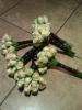 Bridesmaids bouquets Chantal White and Kobus Nel At Casa Toscana